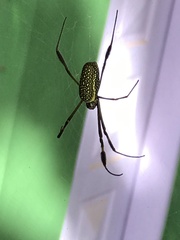 Trichonephila clavipes