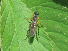Dioctria