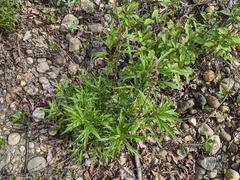 Artemisia longifolia