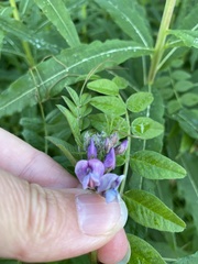 Vicia sepium