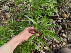 Artemisia longifolia