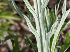 Artemisia longifolia
