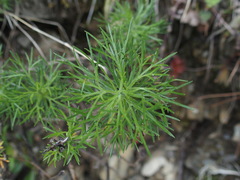 Artemisia morrisonensis