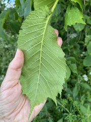 Ulmus glabra