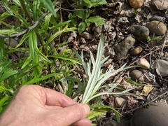 Artemisia longifolia