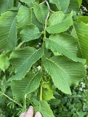 Ulmus glabra