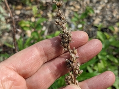 Artemisia longifolia