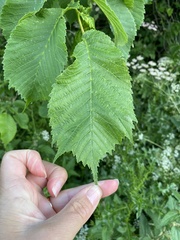 Ulmus glabra
