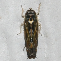 Scaphoideus nigrellus