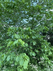 Ulmus glabra
