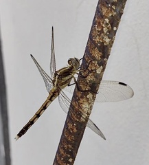 Orthetrum albistylum