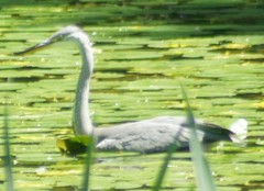 Ardea cinerea
