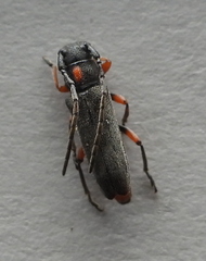 Phytoecia pustulata