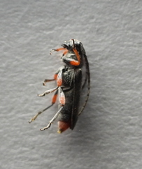 Phytoecia pustulata