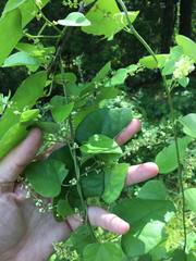 Cocculus carolinus