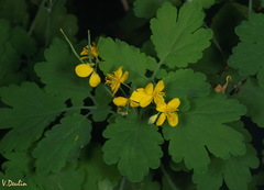 Chelidonium majus