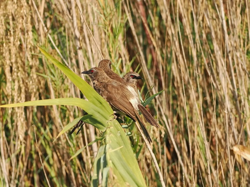 Hartlaub's Babbler (Turdoides hartlaubii), photo 7