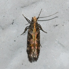 Aristotelia rubidella