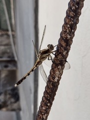 Orthetrum albistylum