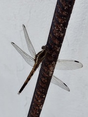Orthetrum albistylum