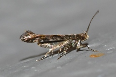 Aristotelia rubidella