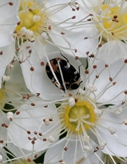 Anthrenus scrophulariae