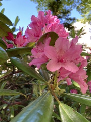 Rhododendron