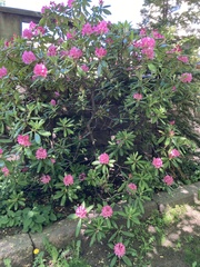 Rhododendron