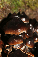Mycena mulawaestris