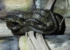 Plesiodipsas perijanensis