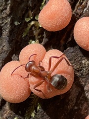 Formica sanguinea