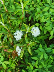 Rhodoreae