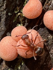 Formica sanguinea