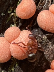 Formica sanguinea