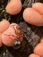 Formica sanguinea
