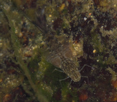 Siphlonuridae
