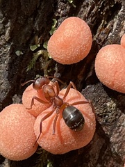Formica sanguinea