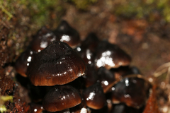 Mycena mulawaestris