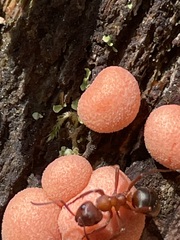Formica sanguinea