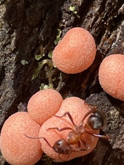 Formica sanguinea