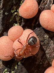 Formica sanguinea