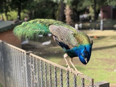 Pavo cristatus