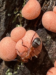 Formica sanguinea