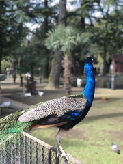 Pavo cristatus