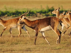 Lechwe photo 1