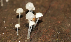 Mycena piringa
