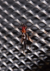 Homoeoxipha lycoides