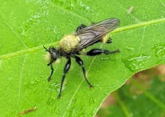 Laphria divisor
