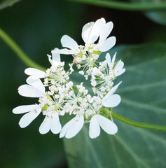 Orlaya grandiflora