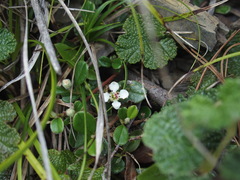 Cotoneaster morrisonensis